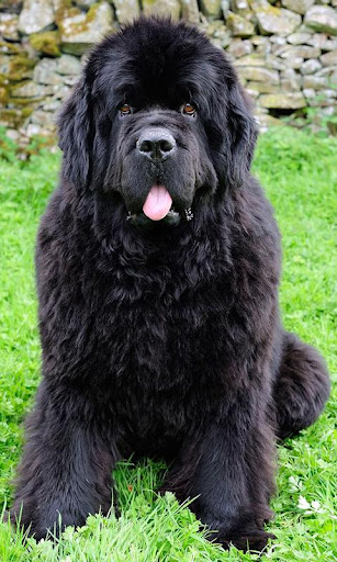 Newfoundland Wallpaper