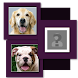 Dog Breeds Most Look Like You - Androidアプリ