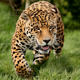 Leopard Wallpapers icon
