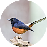Robin bird sound - call and song icon