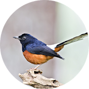 Robin bird sound - call and song