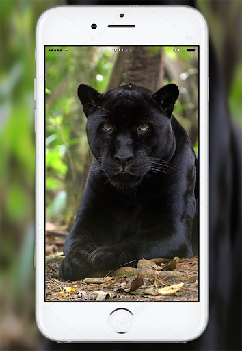 Black Panther HD Wallpaper Screen 2