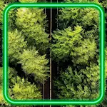 Cover Image of Unduh Forest Wallpaper  APK