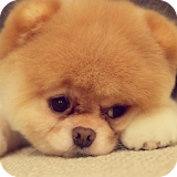 Chow Chow Wallpaper icon