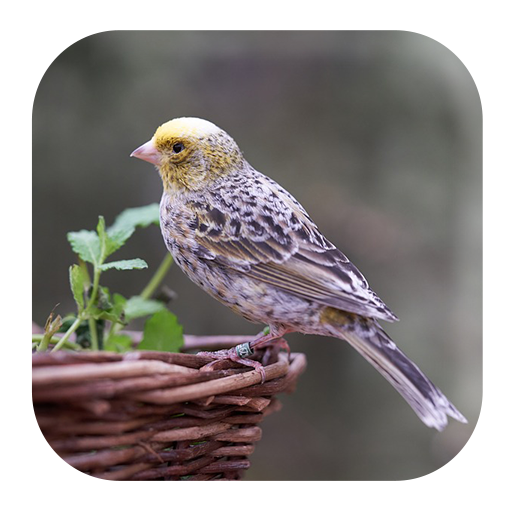 Canary Bird Sounds logo