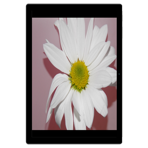 How to Plant Wildflower seeds Screen 3
