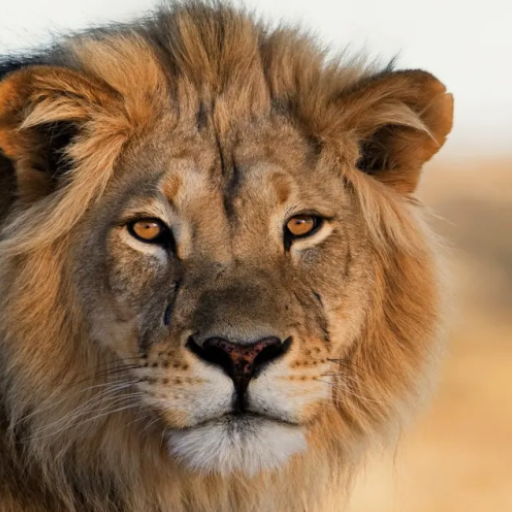 Lion Sound Effects logo