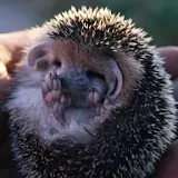 Hedgehog 2 icon