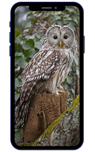 Hình nền Owl HD