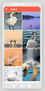 Swan-HD Wallpapers