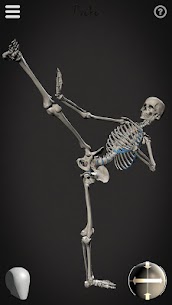 Skelly: Poseable Anatomy Model 3
