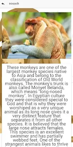 Cute Monkeys