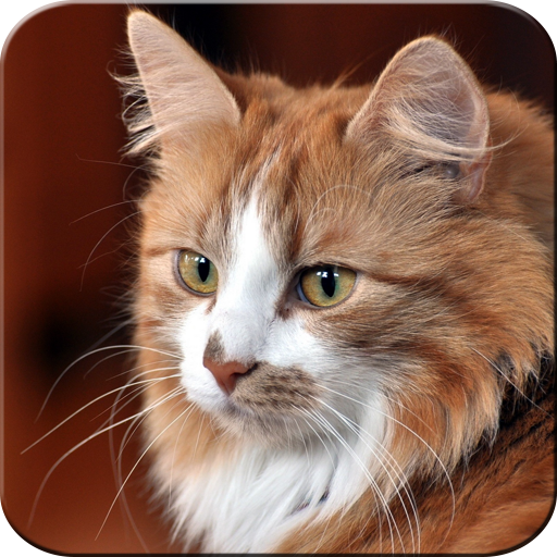Cute Cats wallpapers 1.0.3 Icon