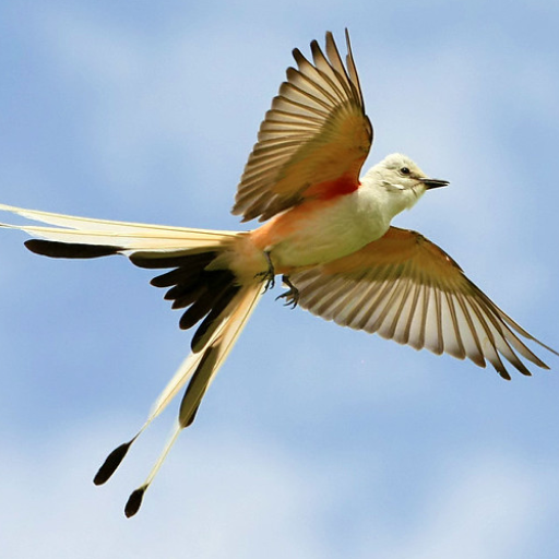 WingScore logo