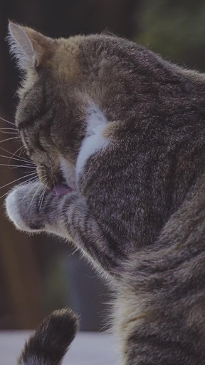 Android application cat licking live wallpaper screenshort