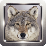 Wolf Growl Sound Collection icon