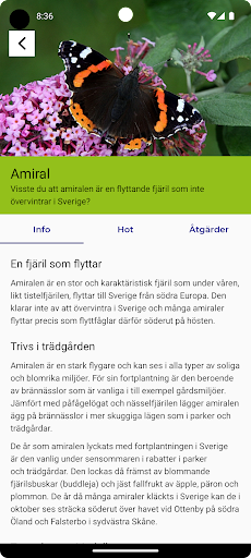 Fjärilar Screen 3