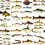 Cover Image of Baixar Речные рыбы. Виды и описание  APK
