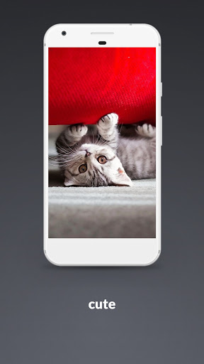 Cat Wallpaper Screen 3