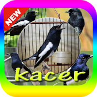 Suara Burung Kacer Mp3