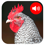 Cover Image of Download Chicken Sounds 1.0.0 APK