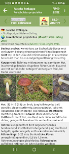 My mushrooms (mushroom identification)