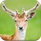 Deer Wallpapers 4K Descarga en Windows