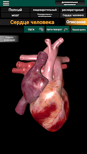 Внутренние органы в 3D