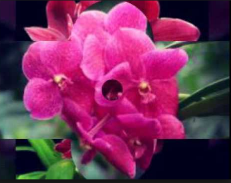 Various kinds of flowers