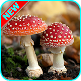 HD Mushroom Wallpapers icon