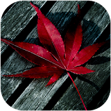 Weed Live Wallpapers icon
