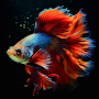 Betta Fish Wallpapers Live 4K