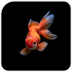 Koi fish wallpaper Download on Windows