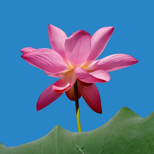정법사(마산중앙포교당) Download on Windows