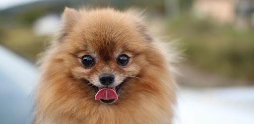 ポメラニアン犬の壁紙 ふわふわの犬 Google Play のアプリ