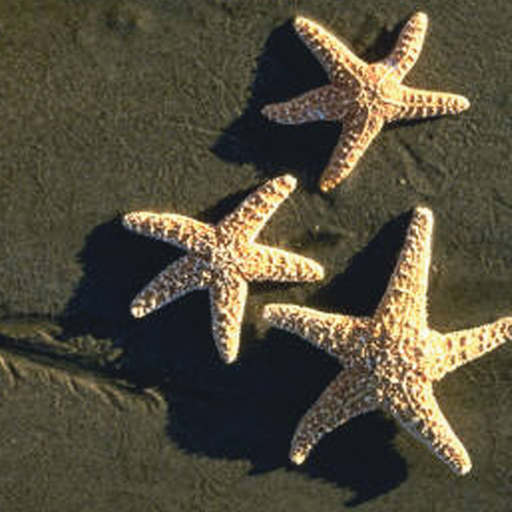 SeaScape Interactive logo