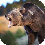 Real Bear Simulator 2017 icon