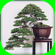 Latest bonsai design