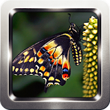 Amazon Butterfly Wallpapers icon