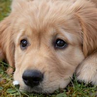 Cute Puppy Dog Wallpapers - Free  HD