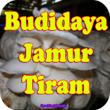 Cara Budidaya Jamur Tiram Di Rumah icon