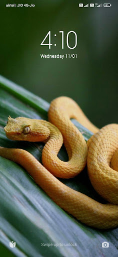 Animal Wallpapers HD Screen 3