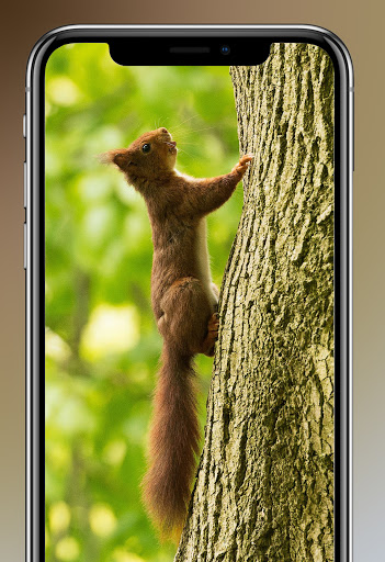 Squirrel Wallpapers 4K