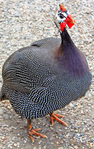 Android application Guinea Fowl Sounds & Calls screenshort