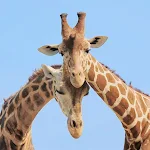 Cover Image of Download Giraffe Wallpapers HD 1.0 APK