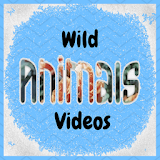 Wild Geo Animal Videos icon