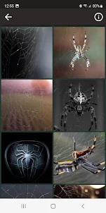 Spider HD Wallpapers
