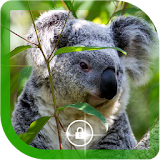 Koala Australian HQ LWP icon