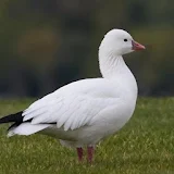 Snow Goose Call icon