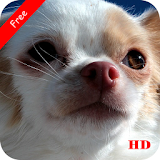 Chihuahua Wallpapers icon